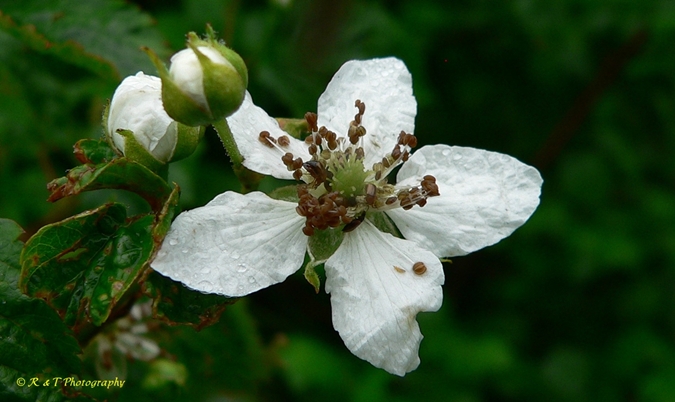 {Rubus canadensis}
